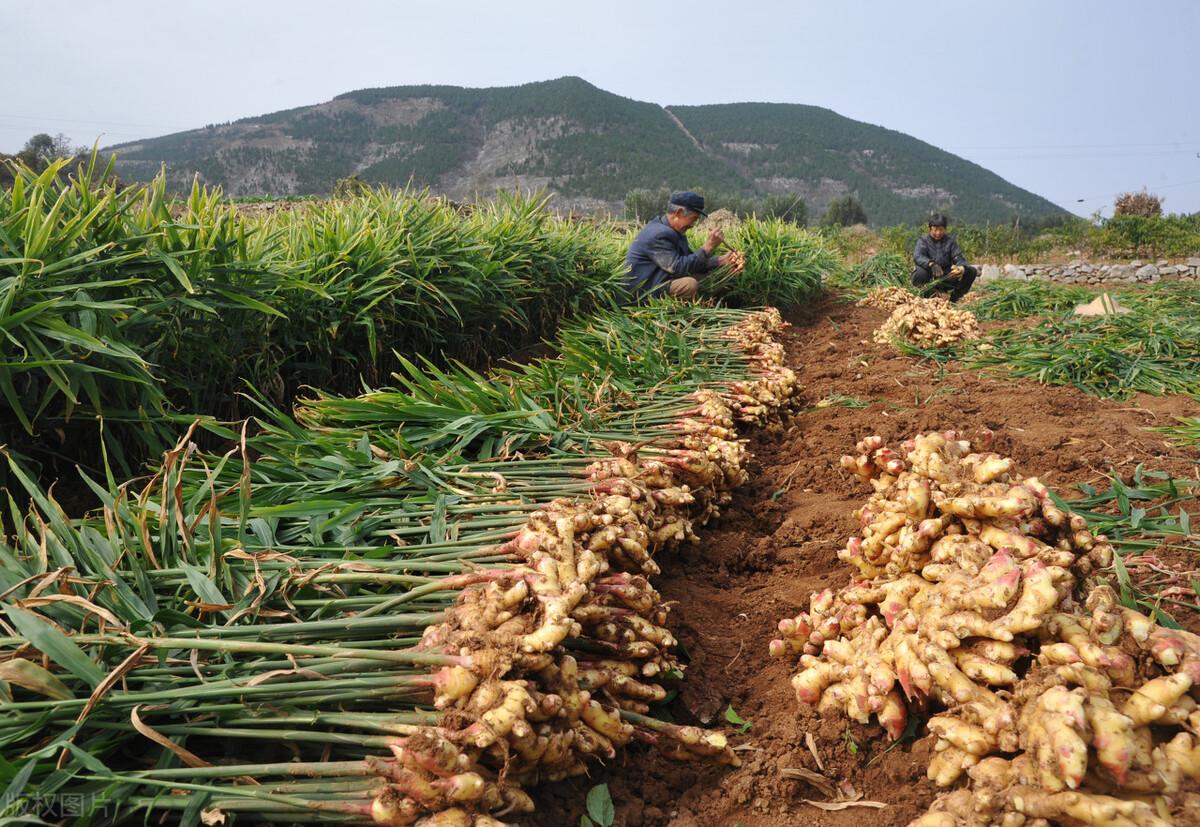 山东大姜最新价格,山东大姜最新价格动态分析